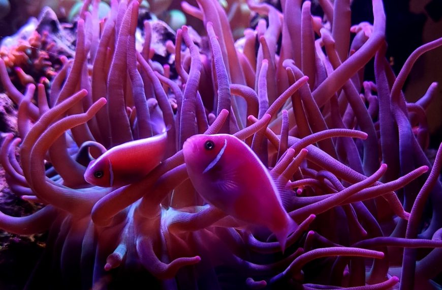 Pink Skunk Clownfish
