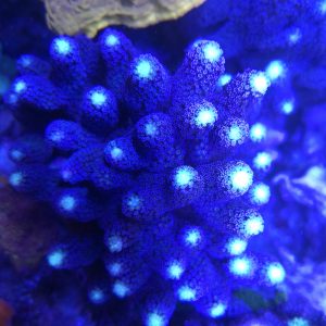 Purple Milka Stylophora