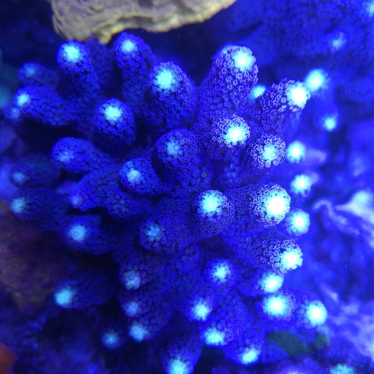 Purple Milka Stylophora