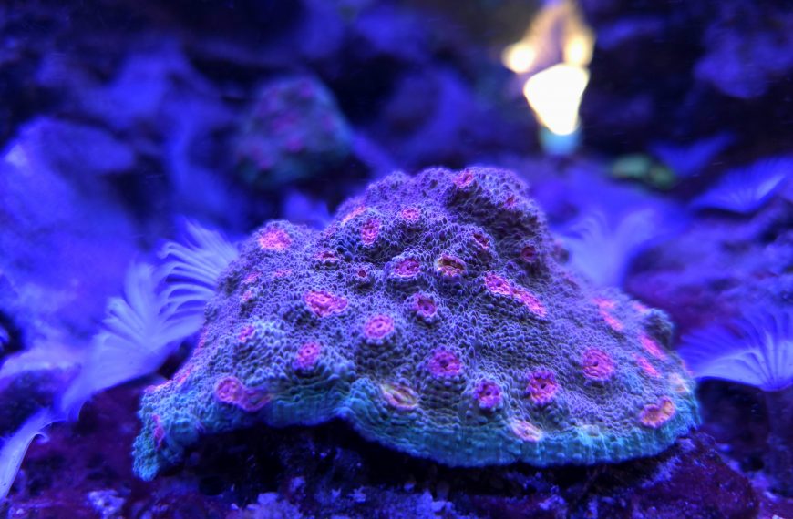 Purple Urkel Chalice