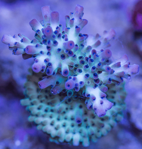 RR The Vinh Acropora