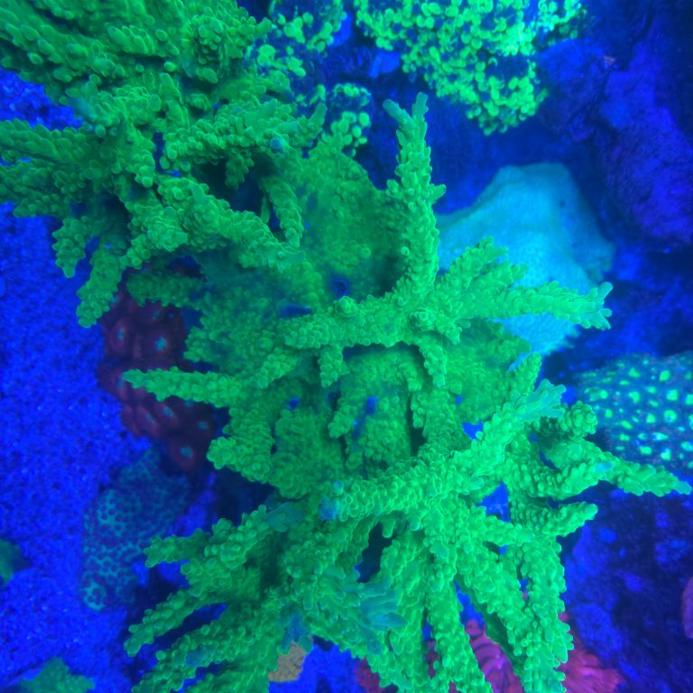 Radioactive Acropora Tortuosa