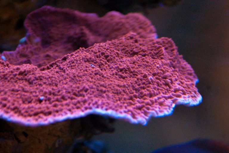 Red Montipora Capricornis