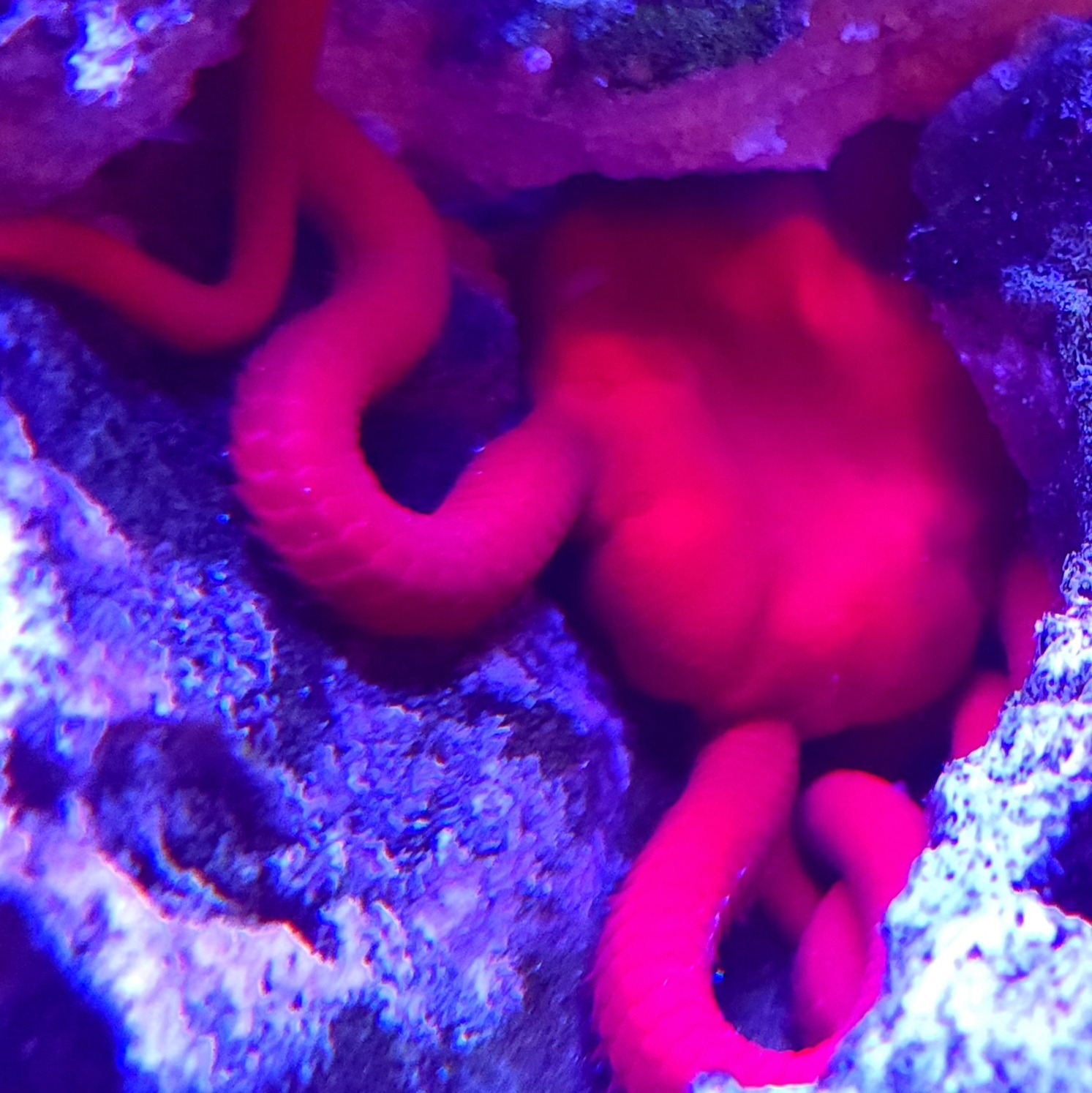 Red Serpent Starfish