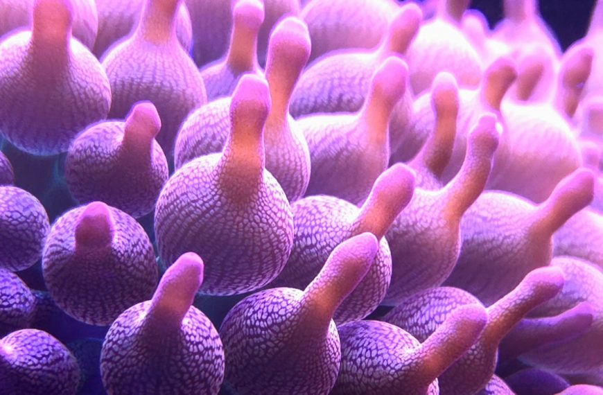 Rose Bubbletip Anemone Close Up