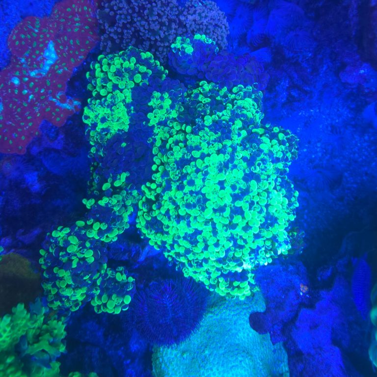 Splatted Hammer Euphyllia Coral