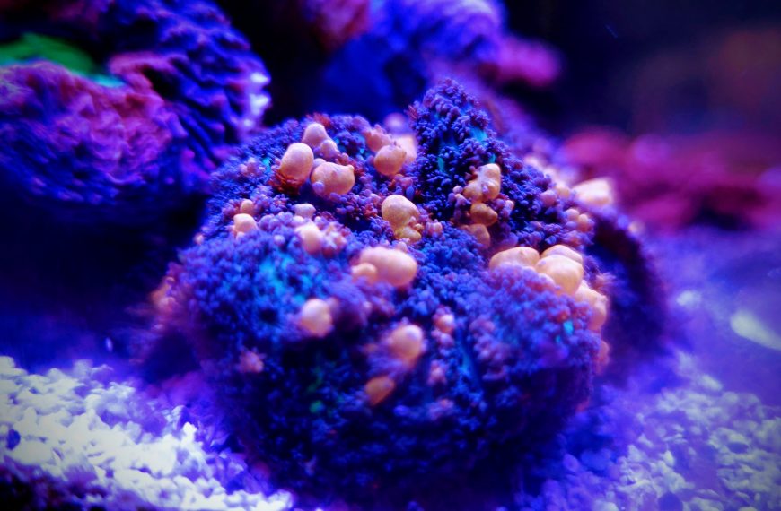 Sunkist Bounce Mushroom