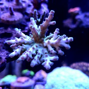 RR The Vinh Acropora