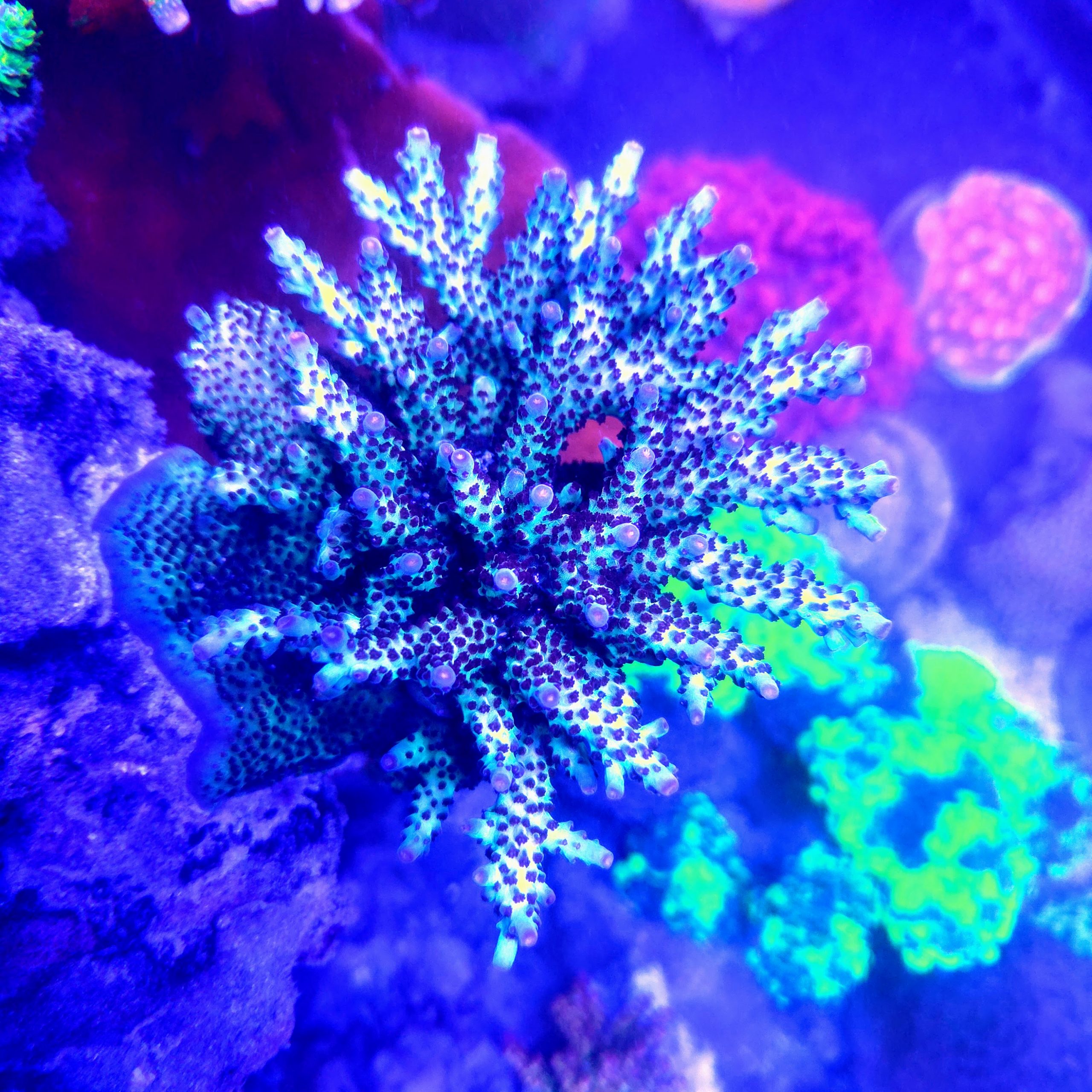 Vivid Rainbow Delight Acropora