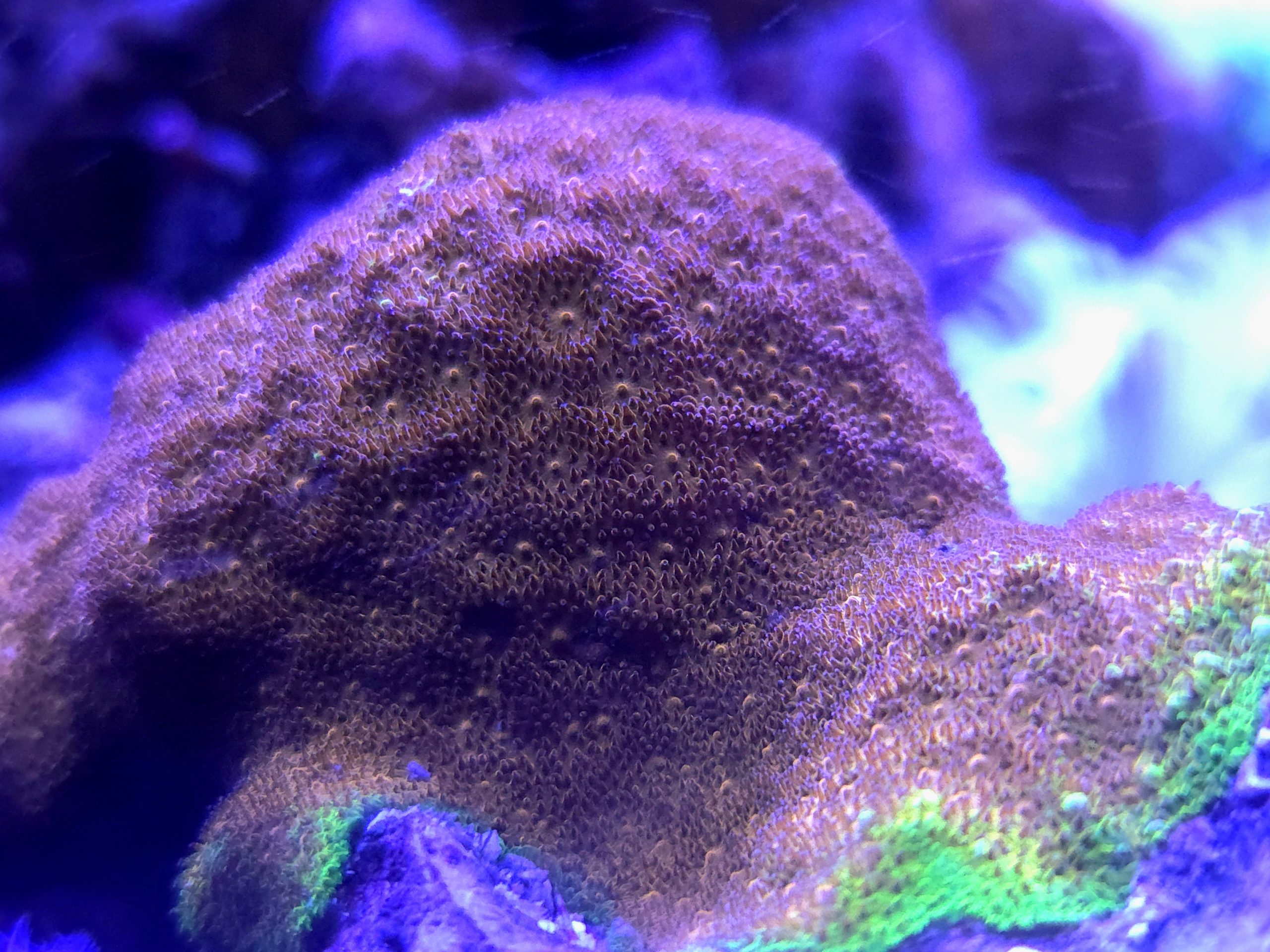 Watermelon Psammocora