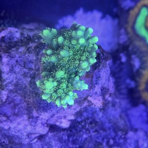 Aussie Highlighter Acropora
