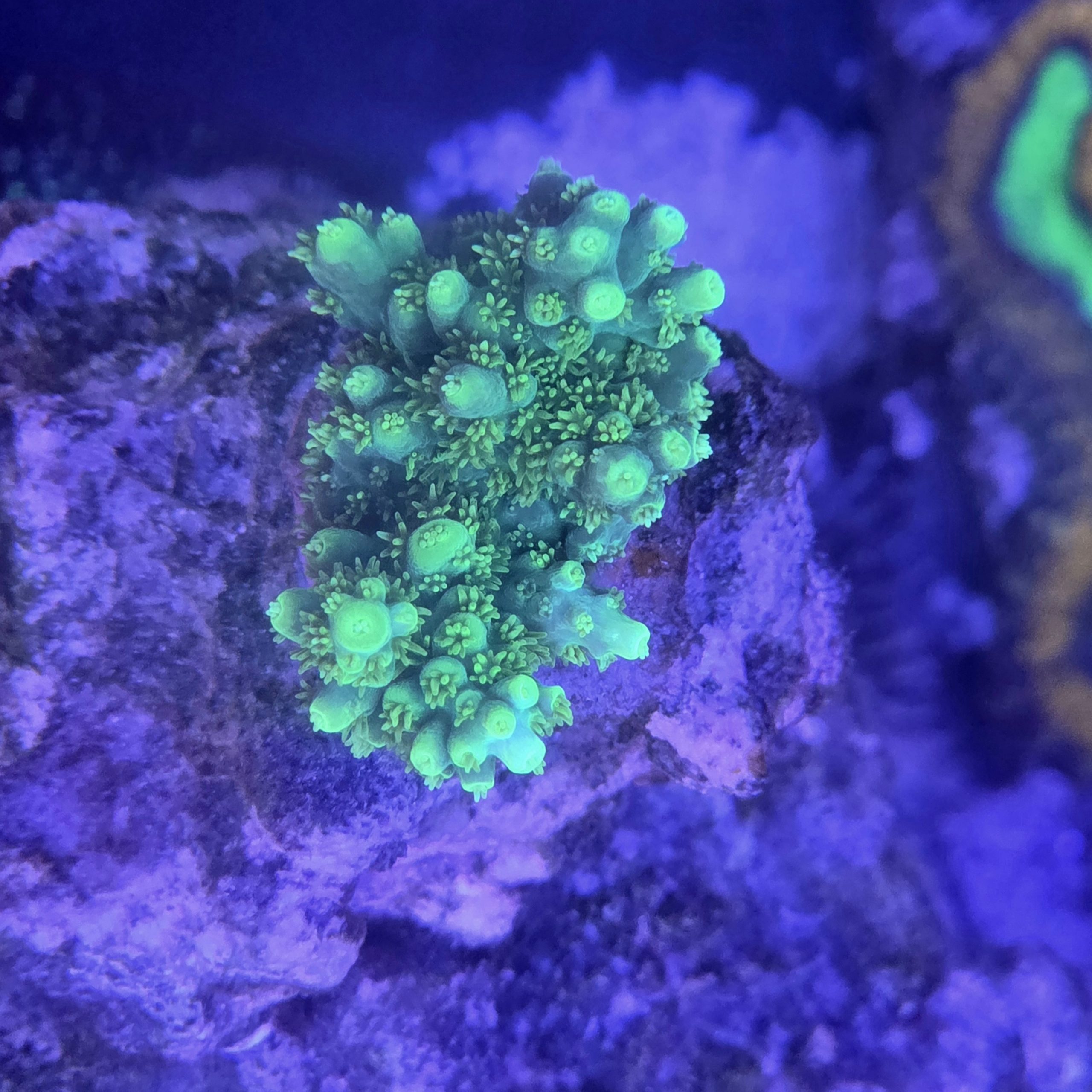 Aussie Highlighter Acropora