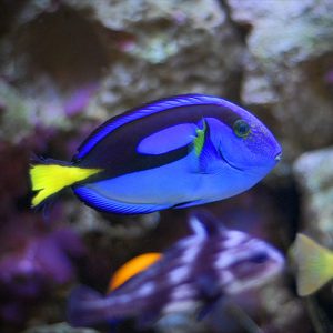 Blue Hippo Tang