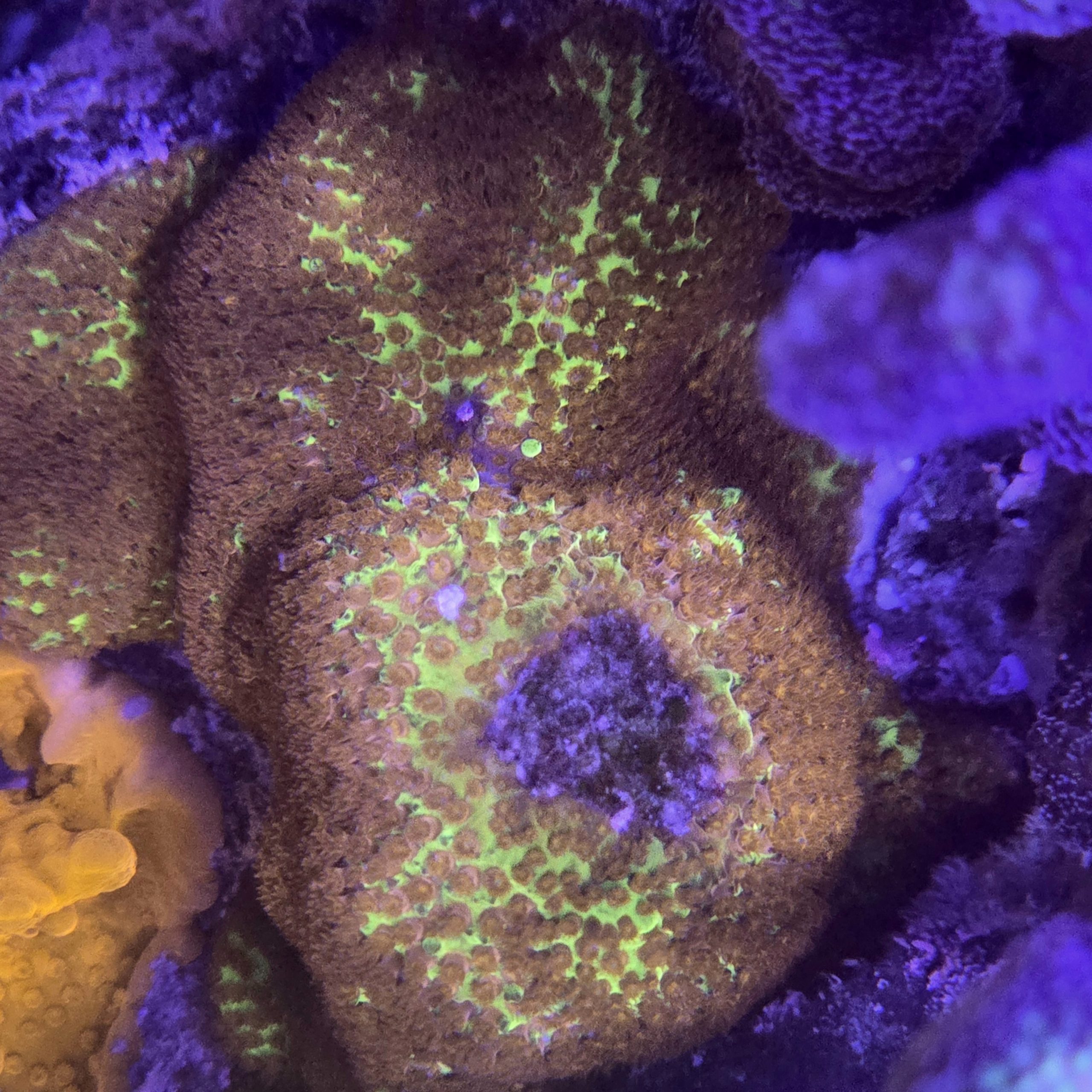 Burning Banana Stylocoeniella