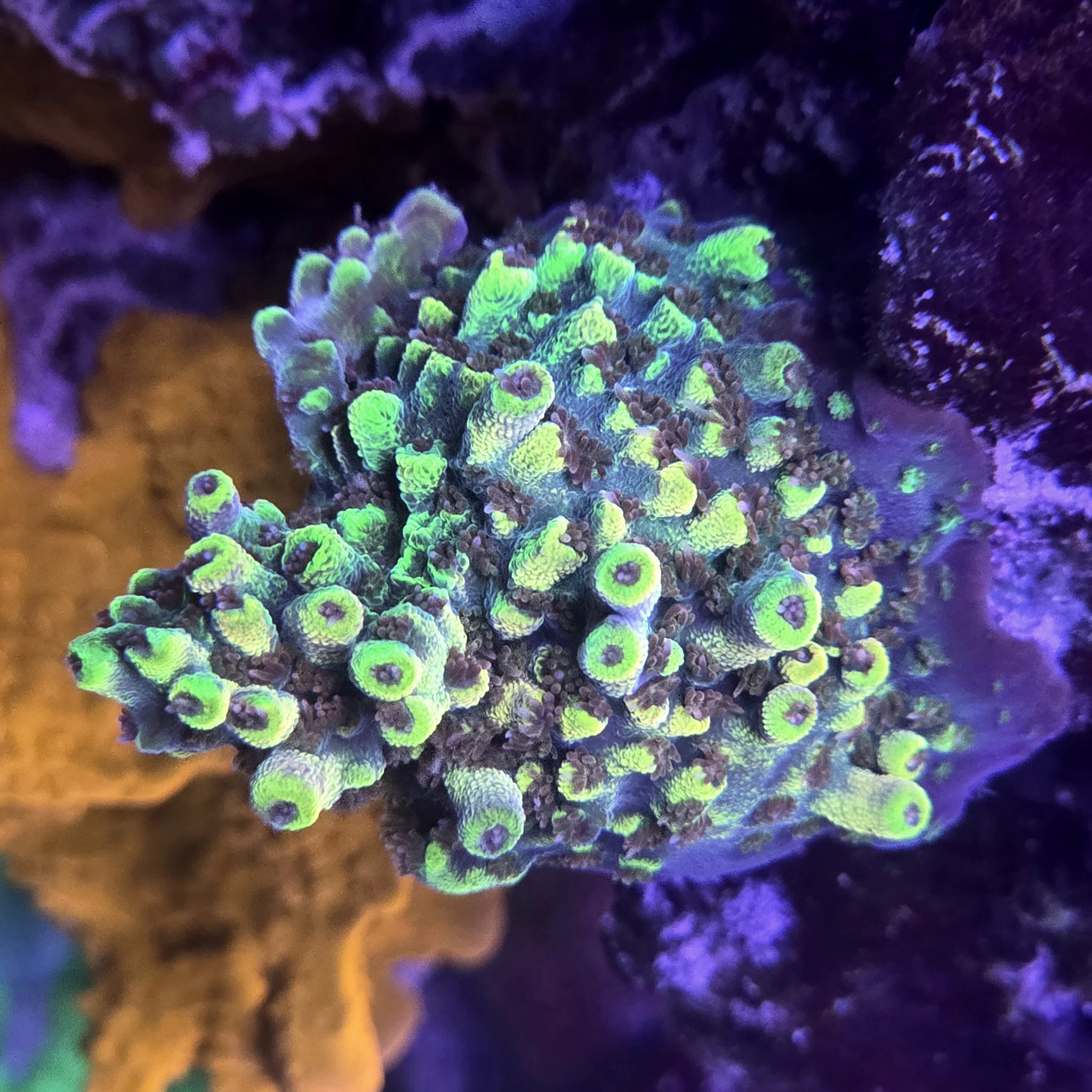 CB RRs Pink Floyd Acropora