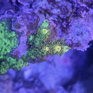 Cornbreds Lemon Sour Millepora Acropora