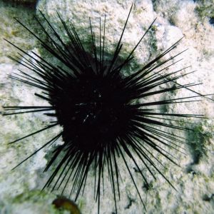 Long Spined Sea Urchin