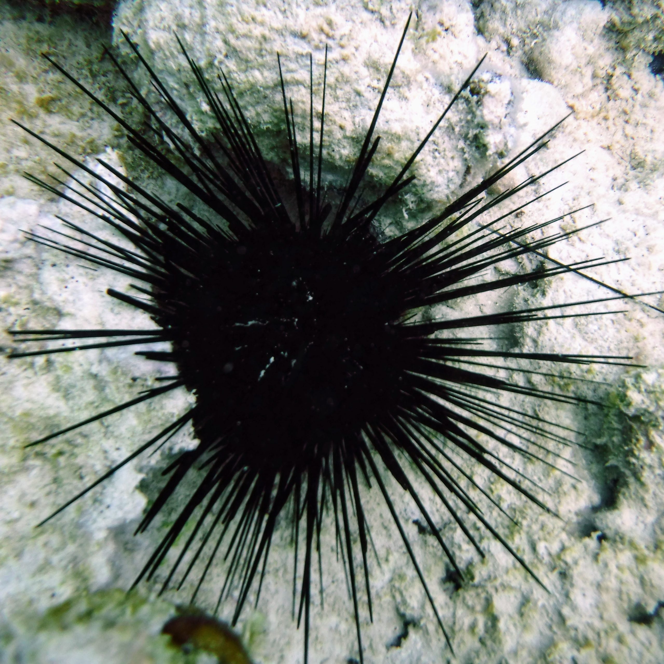 Long Spined Sea Urchin