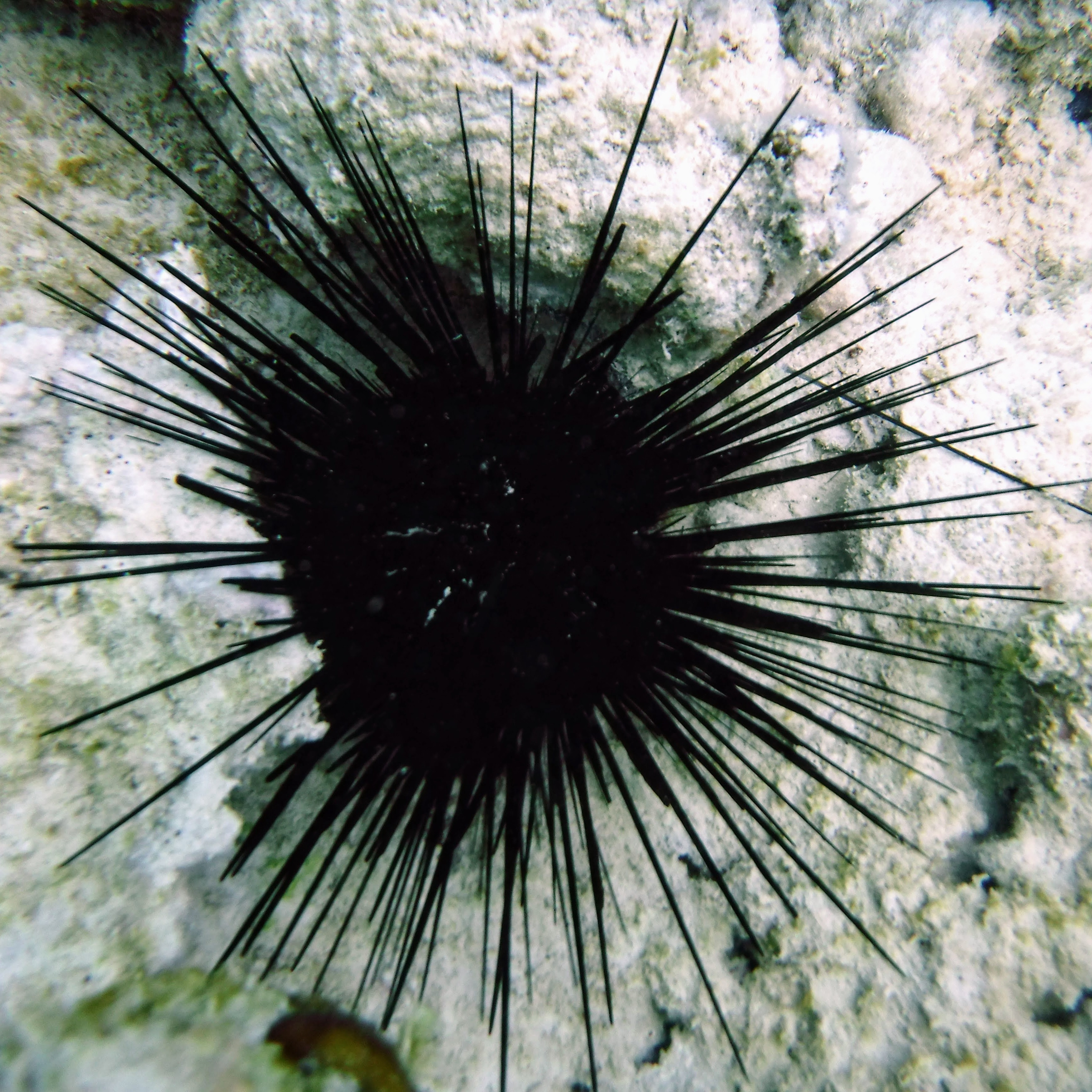 Long Spined Sea Urchin