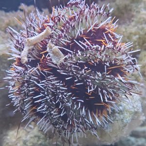 Orange Hairy Pincushion Urchin