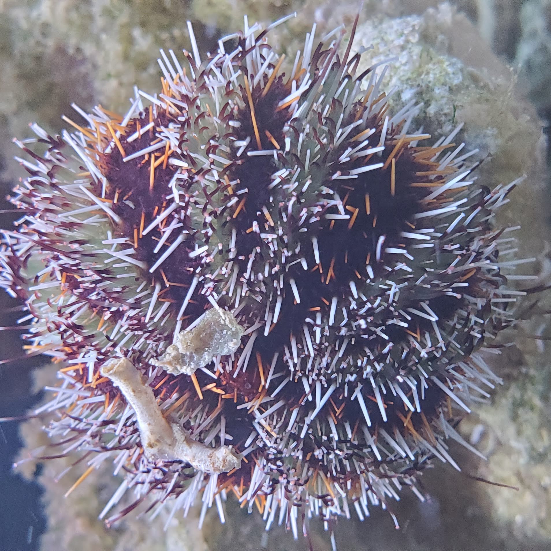 Orange Hairy Pincushion Urchin