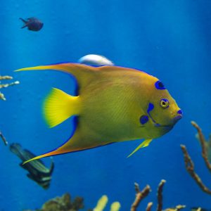 Queen Angelfish