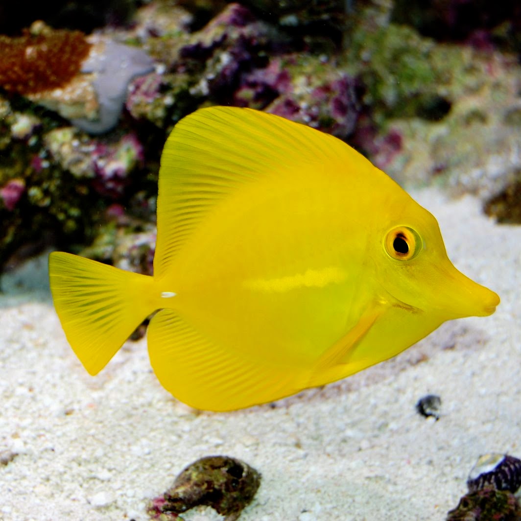 Yellow Tang