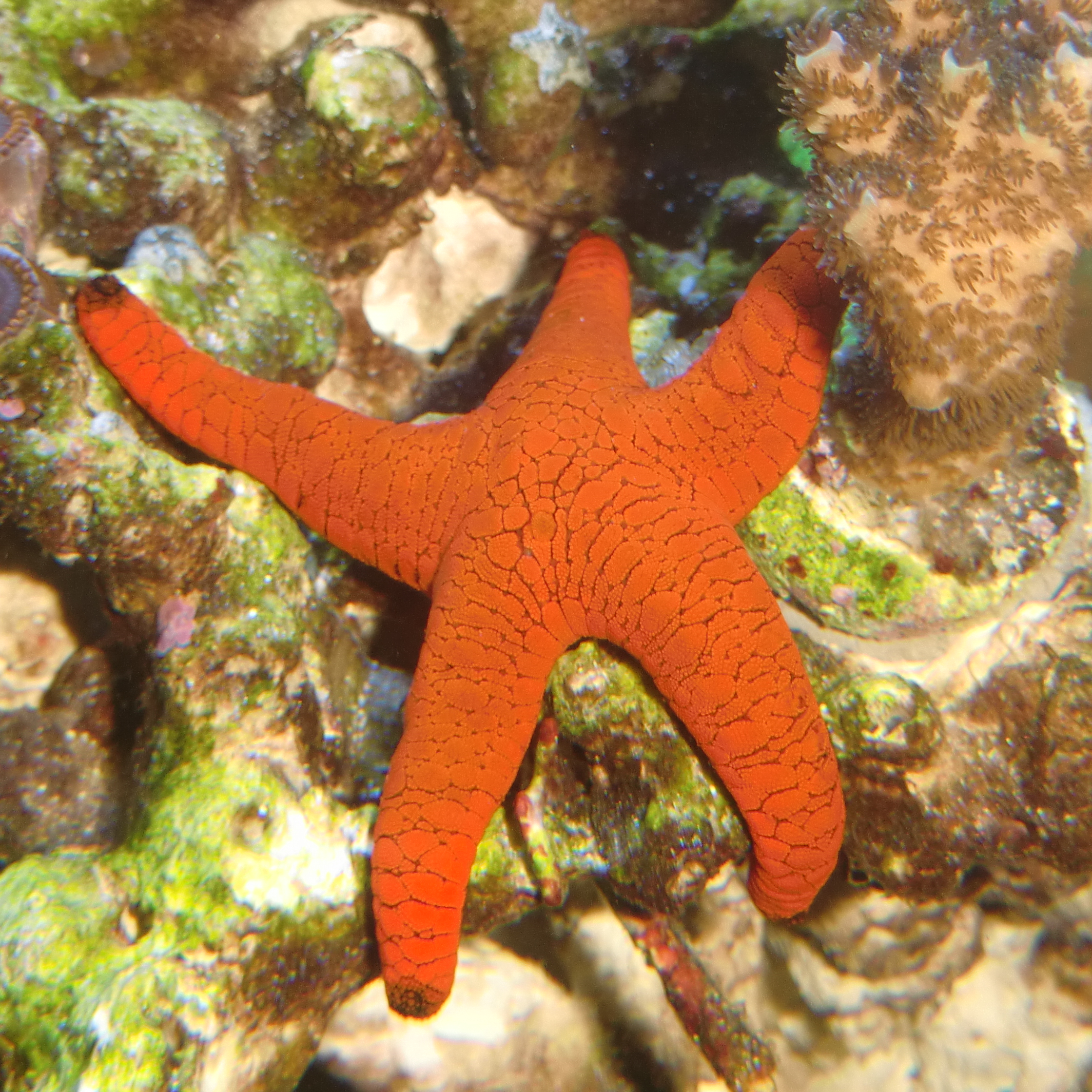 Fromia Indica Starfish