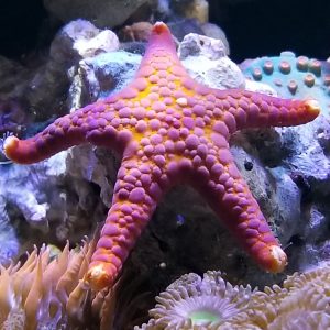 Pink Fromia Starfish