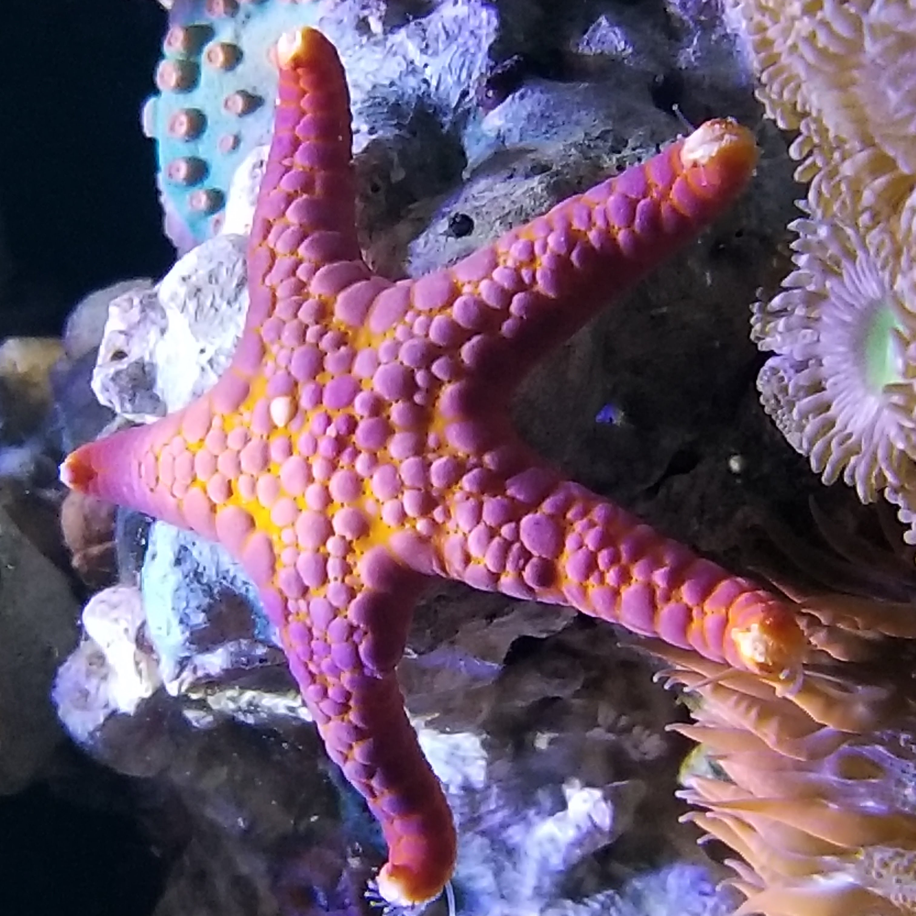 Pink Fromia Starfish