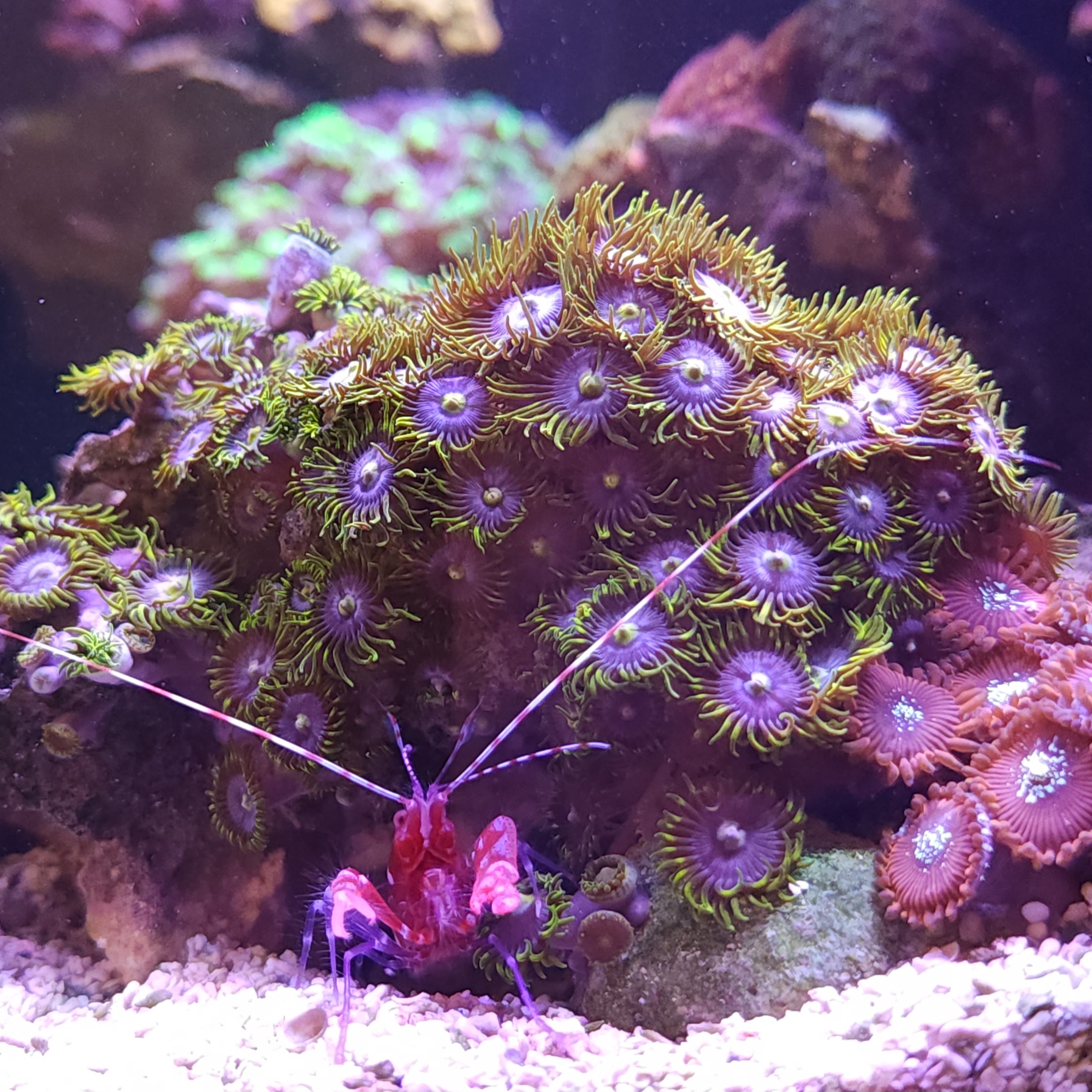 Pistol Shrimp