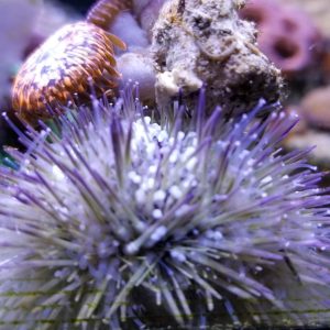 Purple Tip Pincushion Urchin