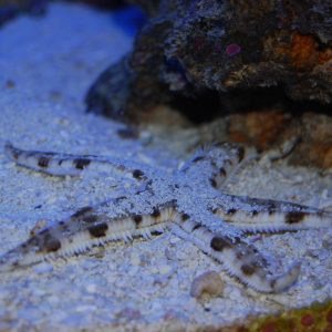 Sand Sifting Starfish