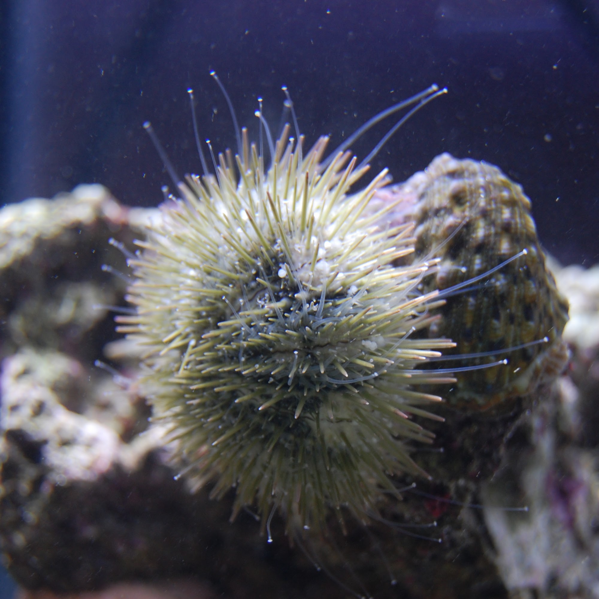 White Pincushion Urchin