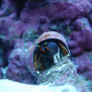 Zebra Hermit Crab