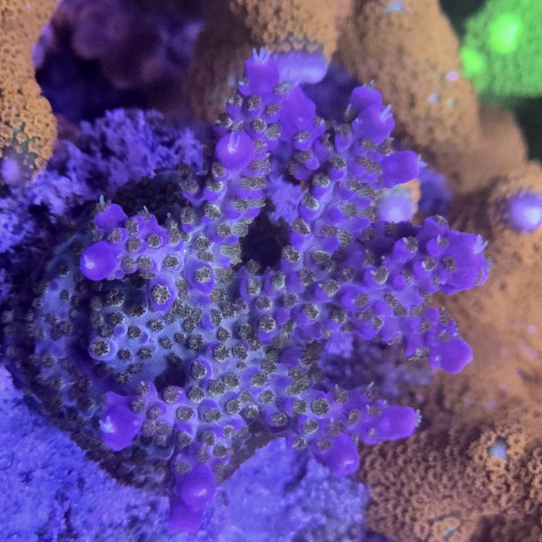 ARC Fireworks Acropora