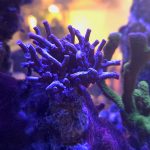 Achilles Branching Cyphastrea