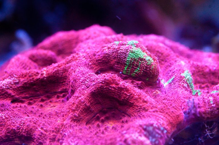 Bleeding Apple Bowerbanki