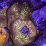 Burning Banana Stylocoeniella