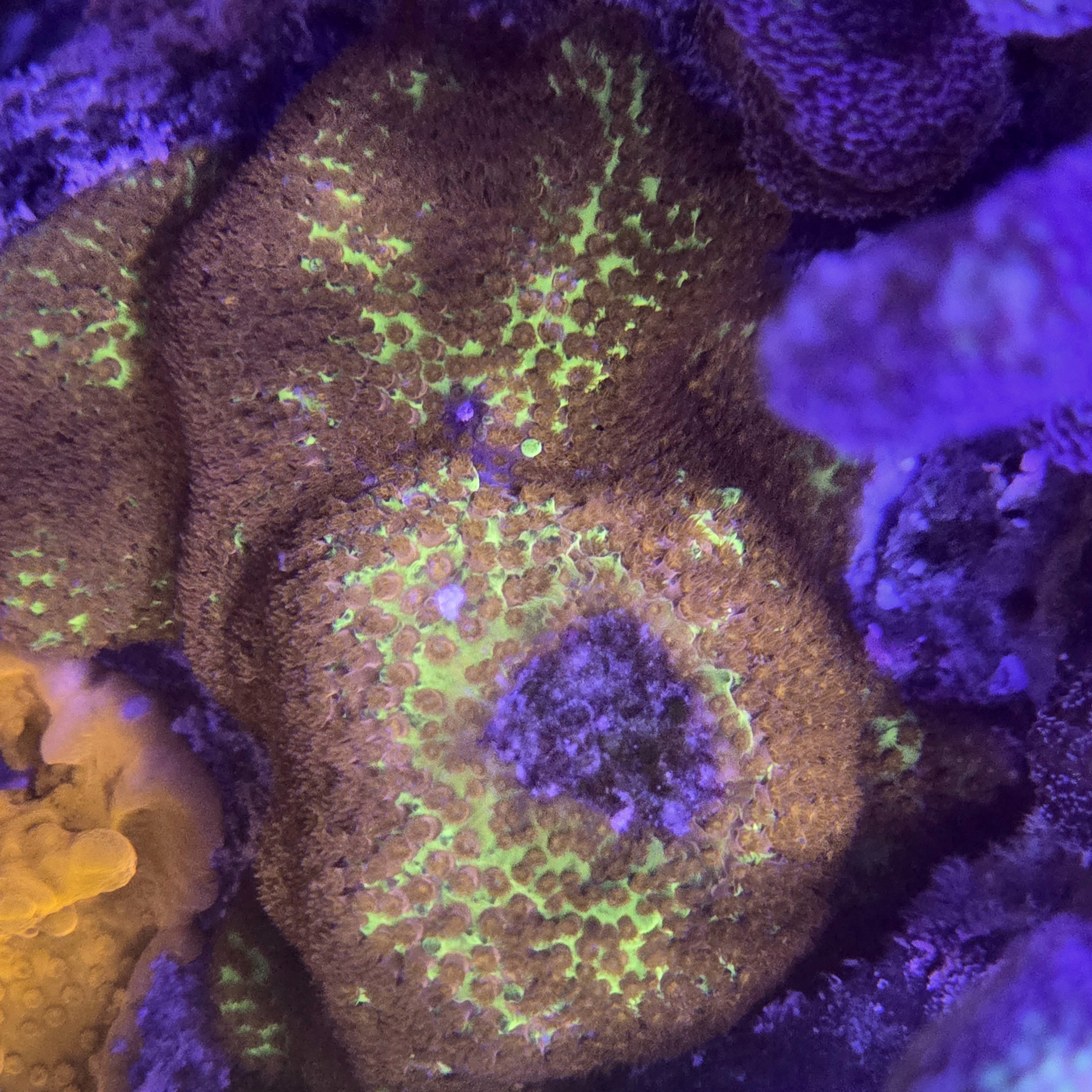 Burning Banana Stylocoeniella