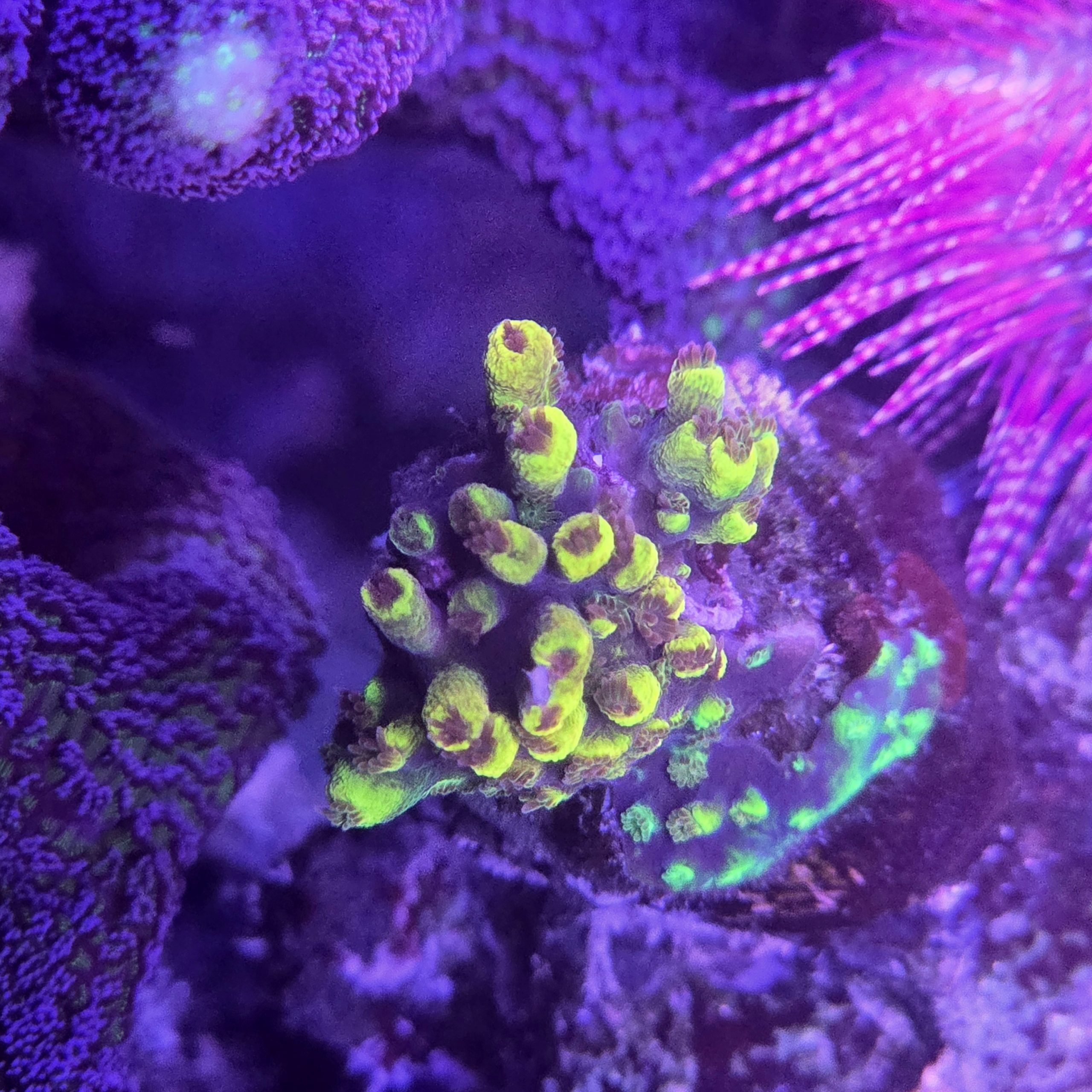 CB Flaming Phoenix Acropora
