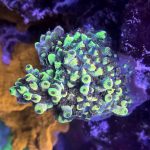 CB RRs Pink Floyd Acropora