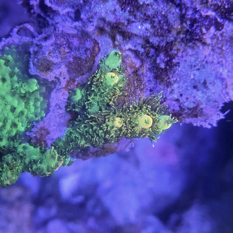 Cornbreds Lemon Sour Millepora Acropora 