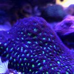 Emerald Lakes Leptastrea