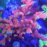 Forest Fire Montipora Samarensis