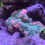 Frankenstein Bounce Mushroom