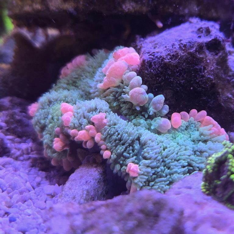 Frankenstein Bounce Mushroom