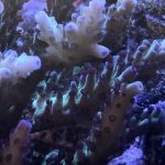Greg Hillers Aqua Delight Acropora