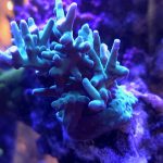 Hawkins Echinata Acropora