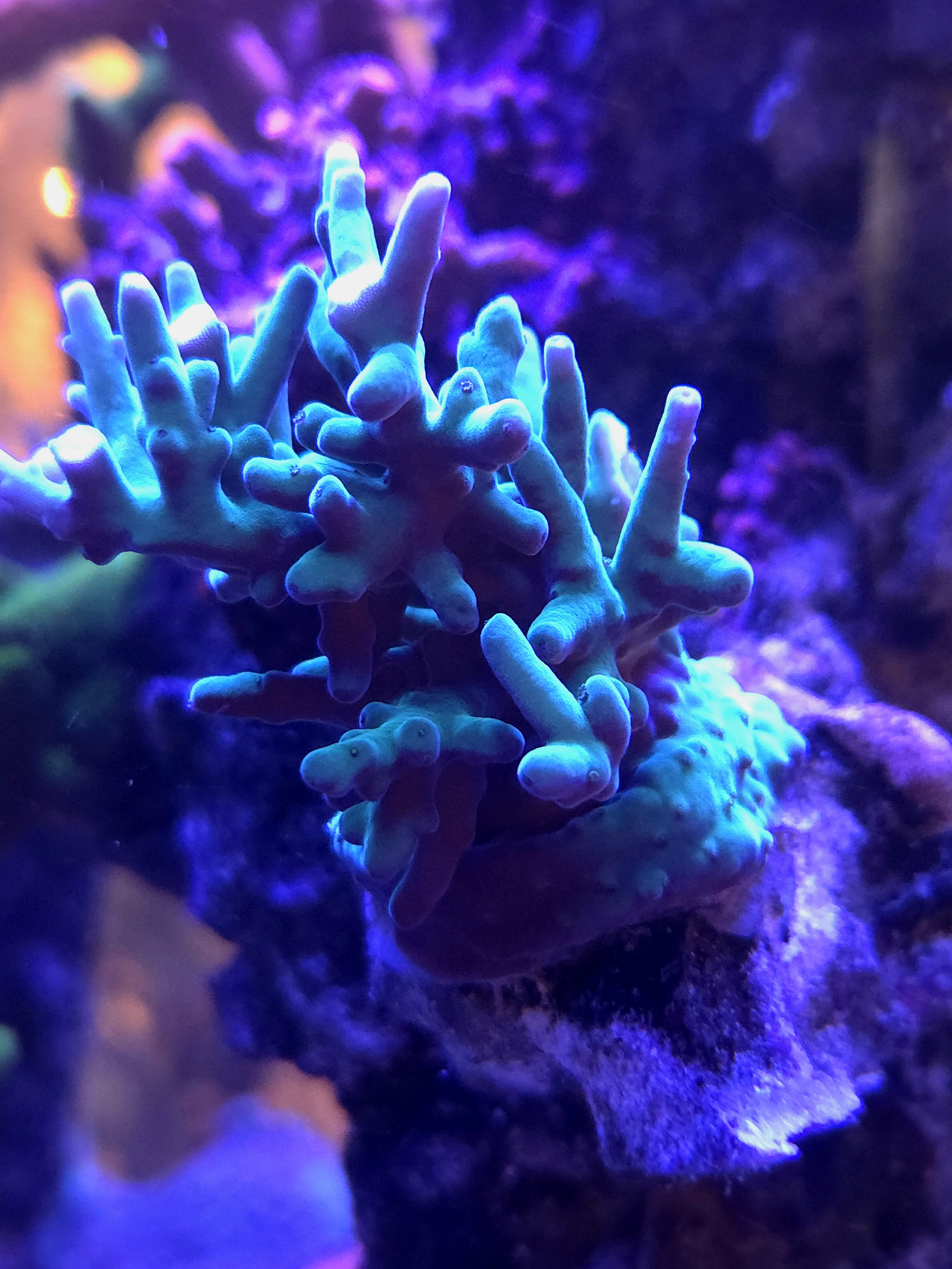 Hawkins Echinata Acropora